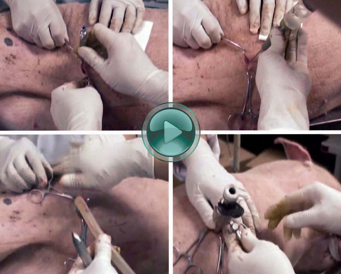 第一節(jié) 泌尿外科腹腔鏡手術(shù)活體動(dòng)物模型